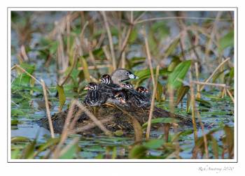 Pied-billed grebe family 1 copy.jpg